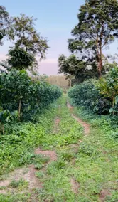 Havala Plantation Stay - Sakleshpur - Image 4