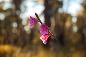 Amaroo Retreat & Spa - Image 4