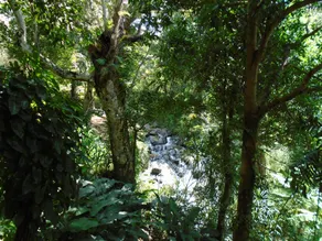 Misty View Point EcoResort  Camping site Ratnapura - Image 3