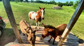 Kleine Hütte auf der DonkeyRanch - Image 3