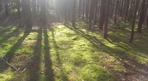Dom na Skraju Lasu - Image 4