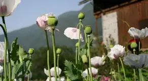 Bio Felderhof - Image 1