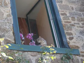 LA GARDE DUCALE - Image 4