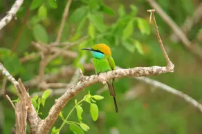 Ranakeliya Lodge - Yala - Image 5