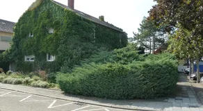 Im Efeu - Image 3