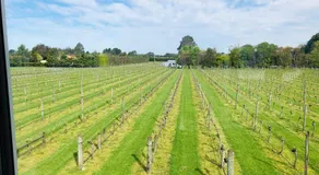 Le Grá Vineyard and Winery - Image 4