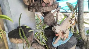 Só Alegria - Image 3