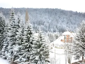 Hotel Bradul - Image 3