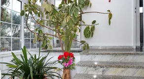 Villa Dalmatia - Image 5