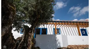 Almojanda 3 Olive Tree - Image 3