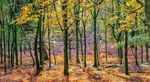 New Forest Lodge - Image 5
