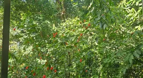 Paraiso em sao conrado - Image 5