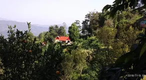 Orange Orchard - Image 5