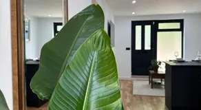 1 bedroom apartment - The Olive Tree - Image 3