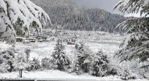 Himalayan Baseraa  - Image 4