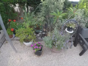 Asbn Magic Garden - Image 4