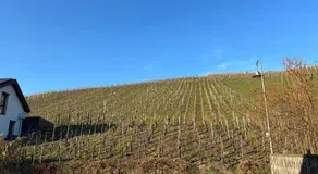 Weingut Immich-Anker - Image 2