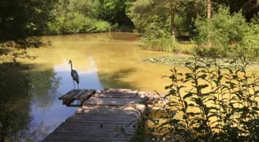 The Firs - Image 5