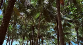 Lola Sayong Duwa Dwelling - Image 3