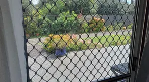 Marigold in Manurewa - Image 4