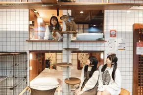 Cat Spa & Cat Ryokan by Neco Republic Osaka - Image 2