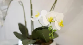 Apartment Dream - Image 3