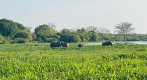 Bundala Forest Resort Yala - Image 4