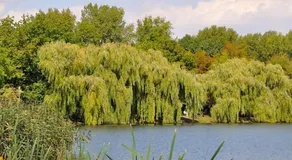 Pension am Park - Image 4