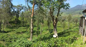 Mount Queens - Image 5