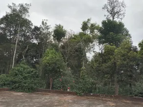 Coorg klusters estate stay - Image 4