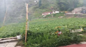 The lali buransh homestay - Image 5