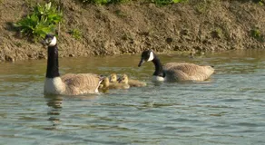 Elms Farm - Image 4