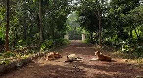 Niribili Homestay - Image 5