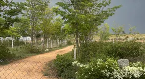 Sreevara Farms - Image 5