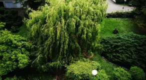 P' TI ECRIN DE VERDURE - Image 3