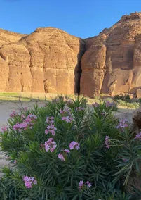 Reef alula - Image 5