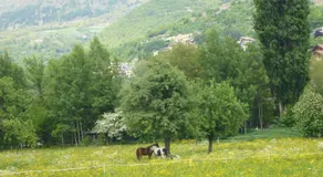 Le Nid de Saint Ours - Image 5