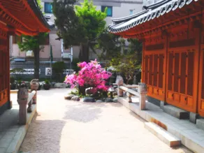 Dreaming Hostel Sinchon Hongdae - Image 3