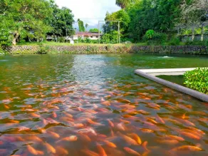 Fisherman Village Homestay (Whole House - 3 Rooms) Camping, Fishing, Barbecue - Image 4