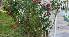 Sweet green apartment with garden - Image 5