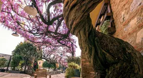 il Glicine B&B RISTORANTE - Image 5