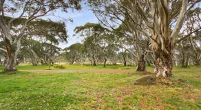 Snowgums 18 - Image 4