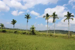 Wayal Wayanad Twin Villa - Image 5