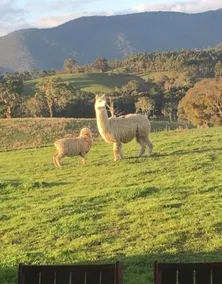 Wirraway Farm-stay - Image 3