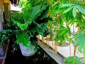 Alami Resort, Restaurant and Dive Center - Image 4