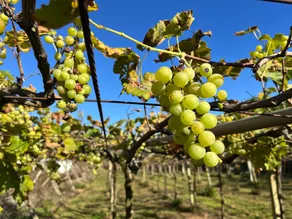 Love the vineyard 戀葡萄園 - Image 5