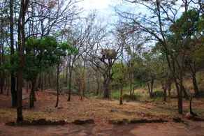 K Gudi Wilderness Camp-Jungle Lodges - Image 3