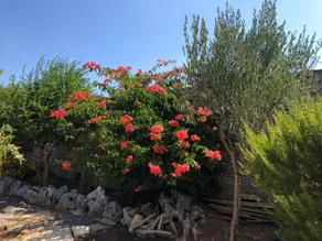 Ζωφοροι - οικια με πανεμορφο κηπο - Image 1