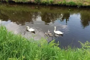 Lough Rynn Lake Haven - Image 3