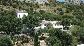 Olive Branch El Chorro - Image 5